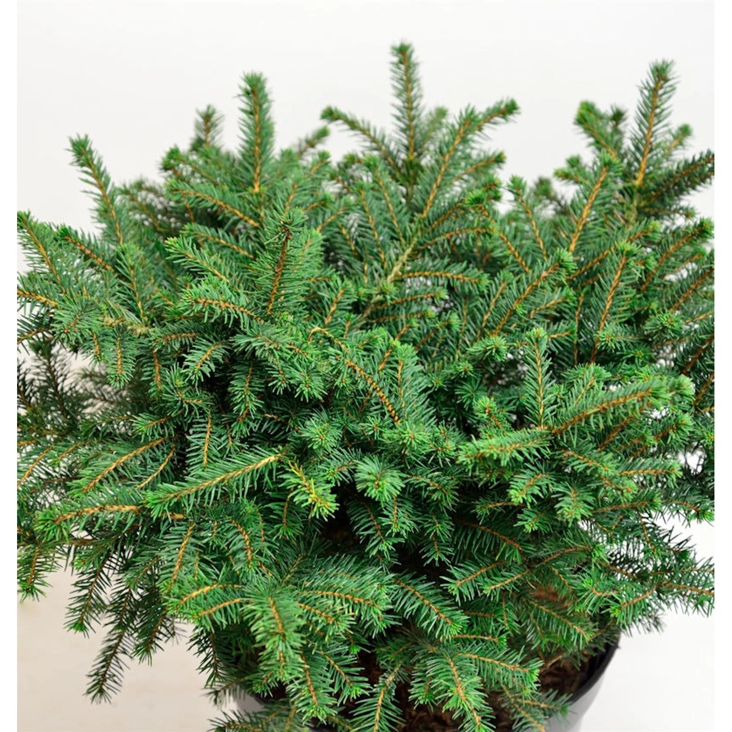 Serbische Kugelfichte Karel 20-25cm - Picea omorika Karel günstig online kaufen