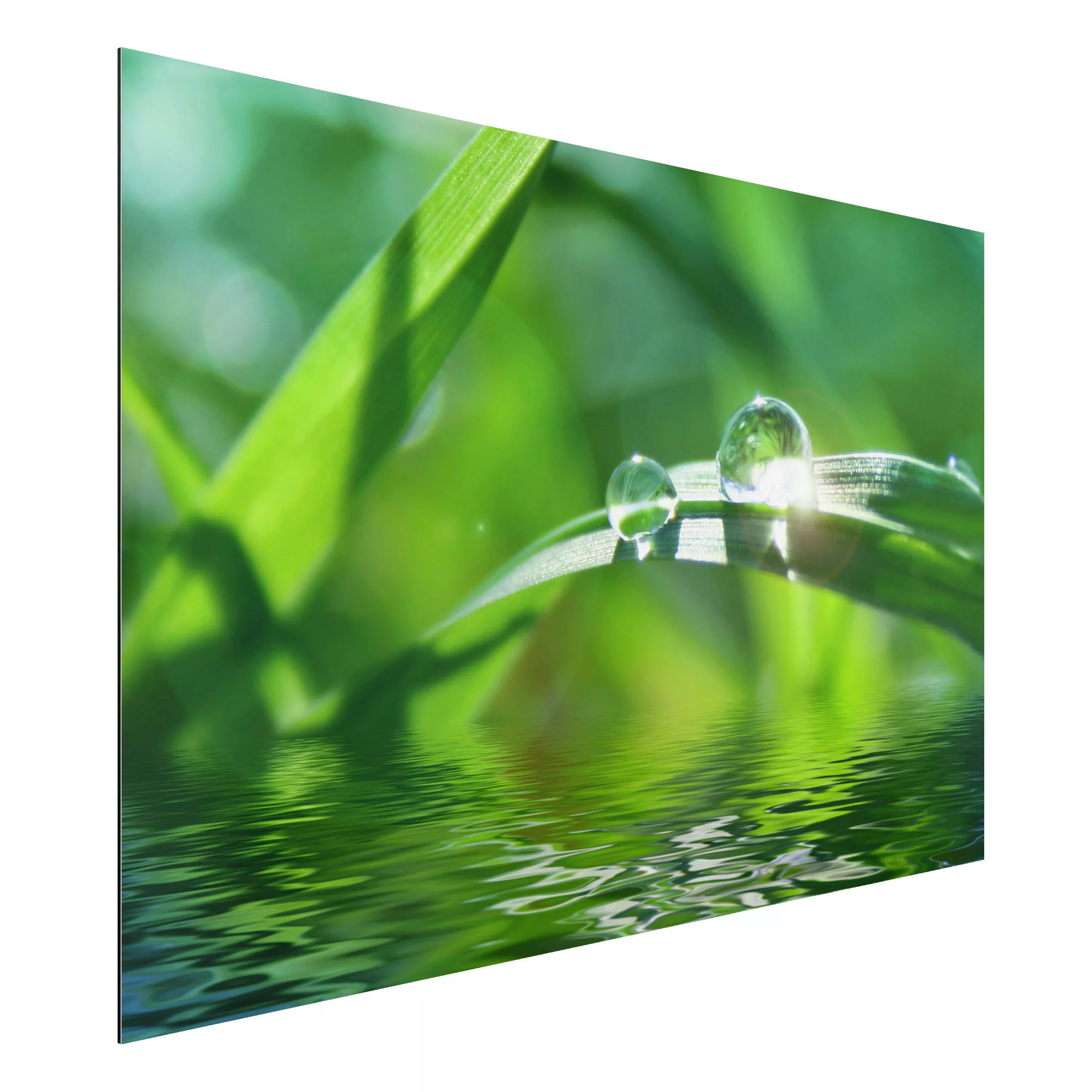 Alu-Dibond Bild Blumen - Querformat 3:2 Green Ambiance II günstig online kaufen