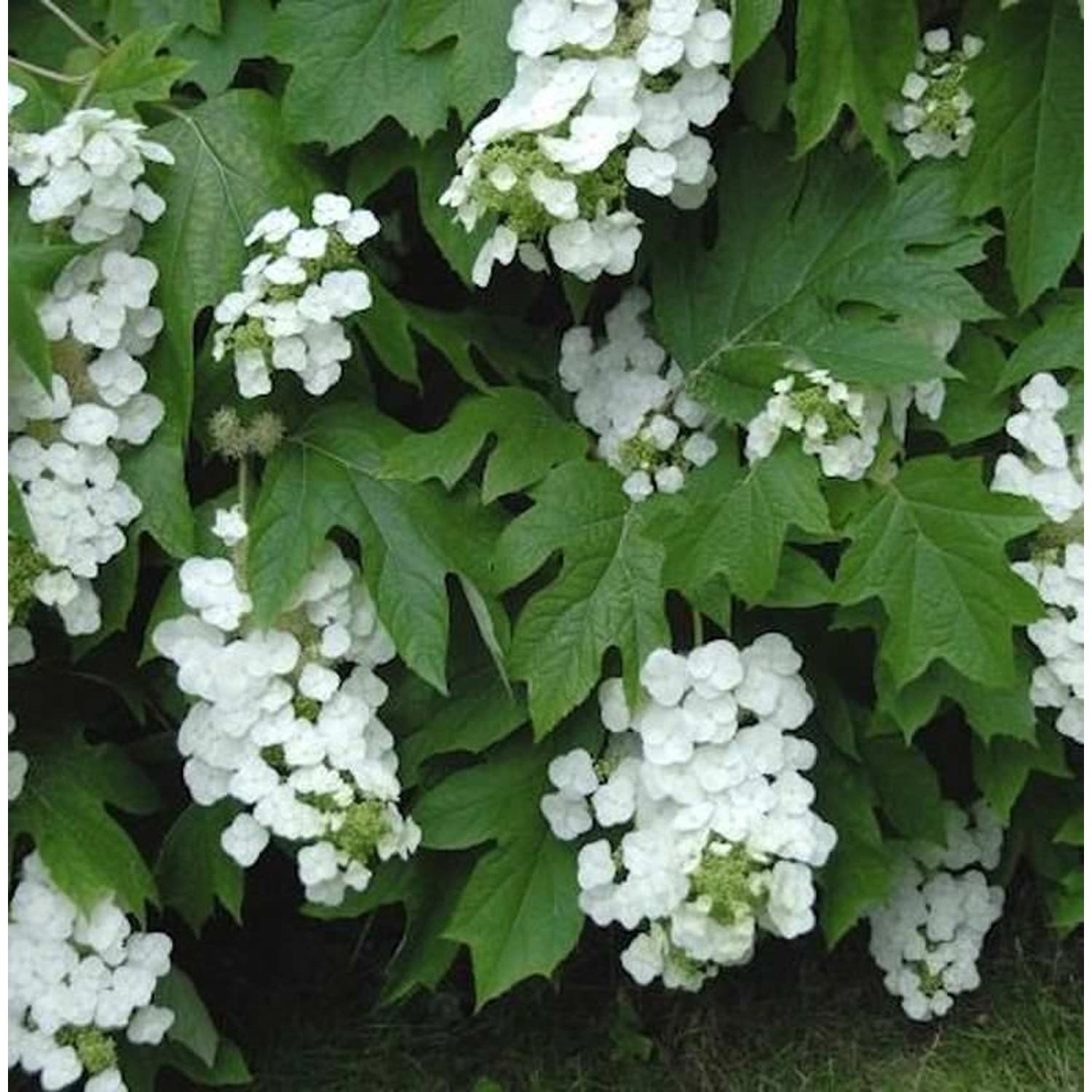 Eichenblättrige Hortensie Snowflake 30-40cm - Hydrangea quercifolia günstig online kaufen