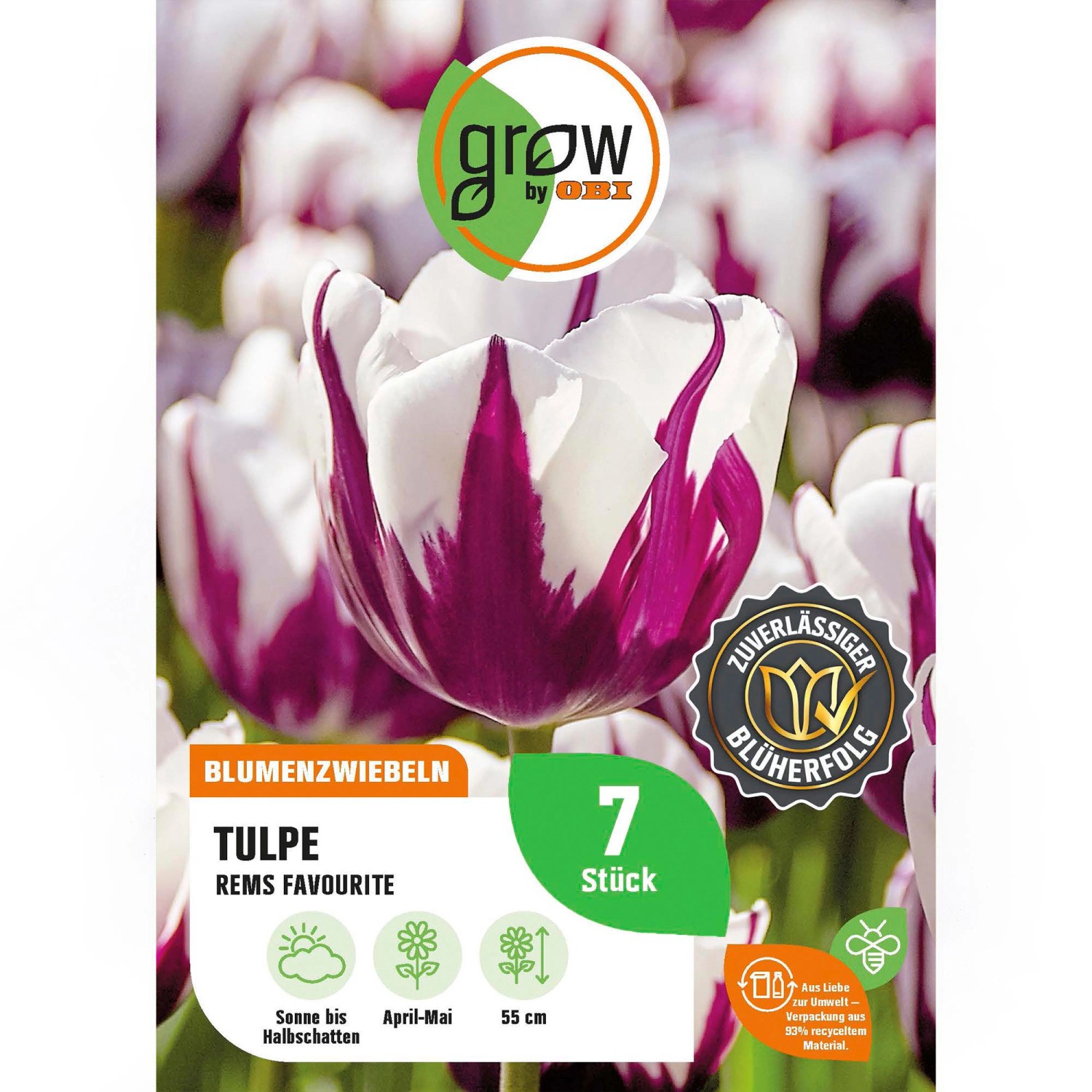 GROW by OBI Tulpe Rems Favourite Lila-Weiß 7 St.Tulipa triumph Rem's Favour günstig online kaufen