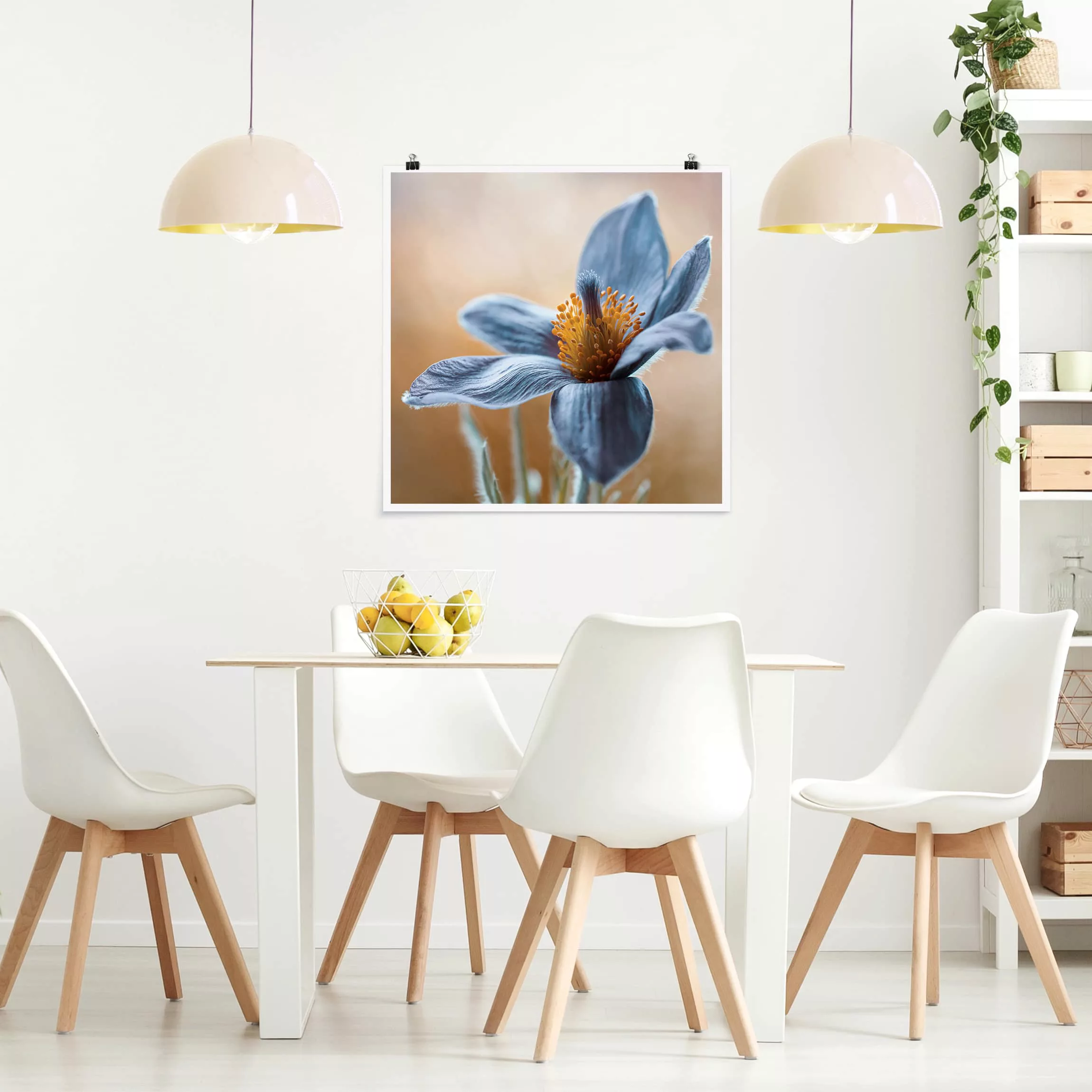 Poster Blumen - Quadrat Kuhschelle in Blau günstig online kaufen