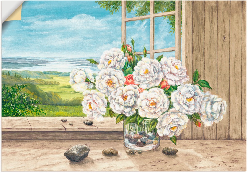 Artland Wandbild "Weiße Rosen am Fenster", Blumen, (1 St.), als Alubild, Le günstig online kaufen