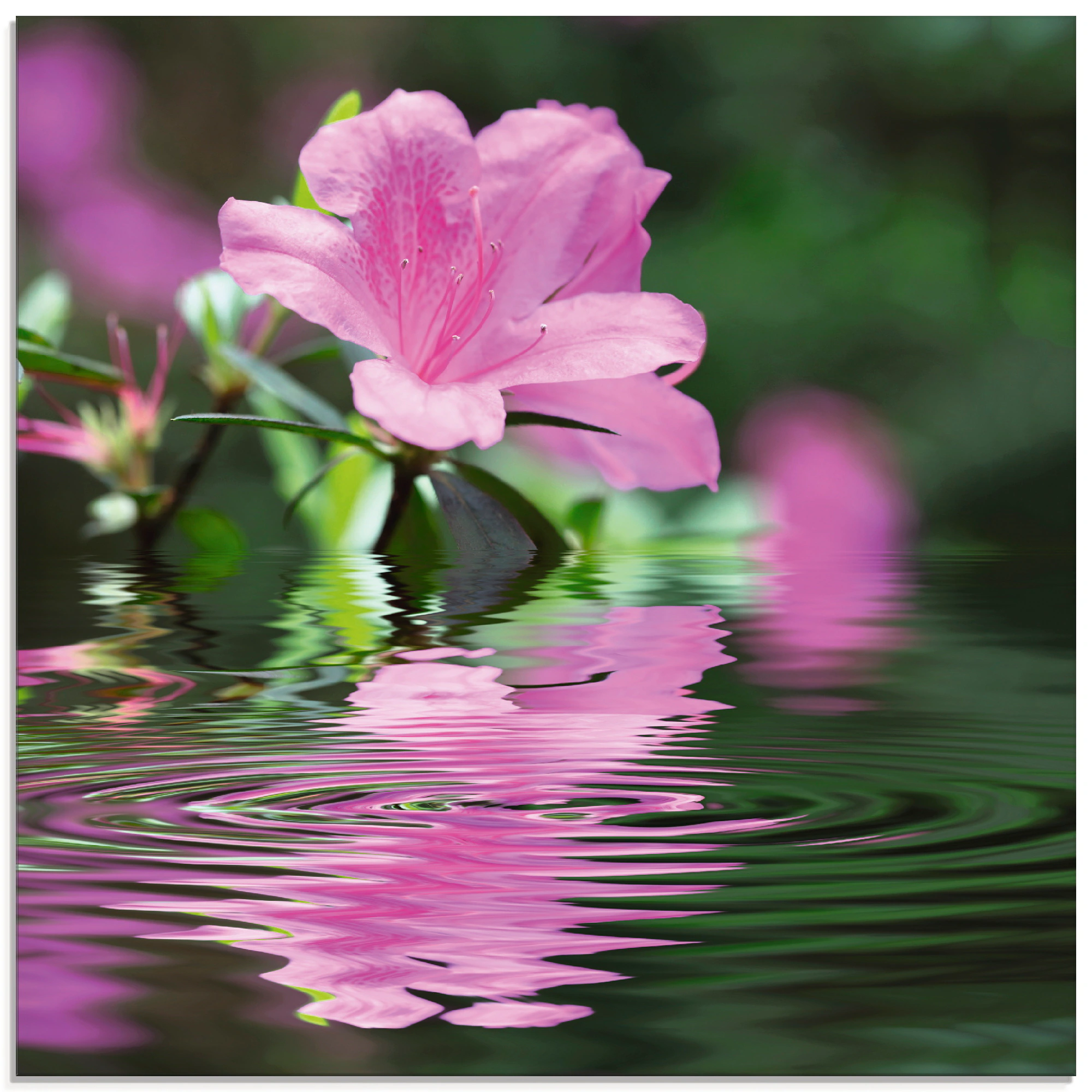 Artland Glasbild "Azalee", Blumen, (1 St.), in verschiedenen Größen günstig online kaufen