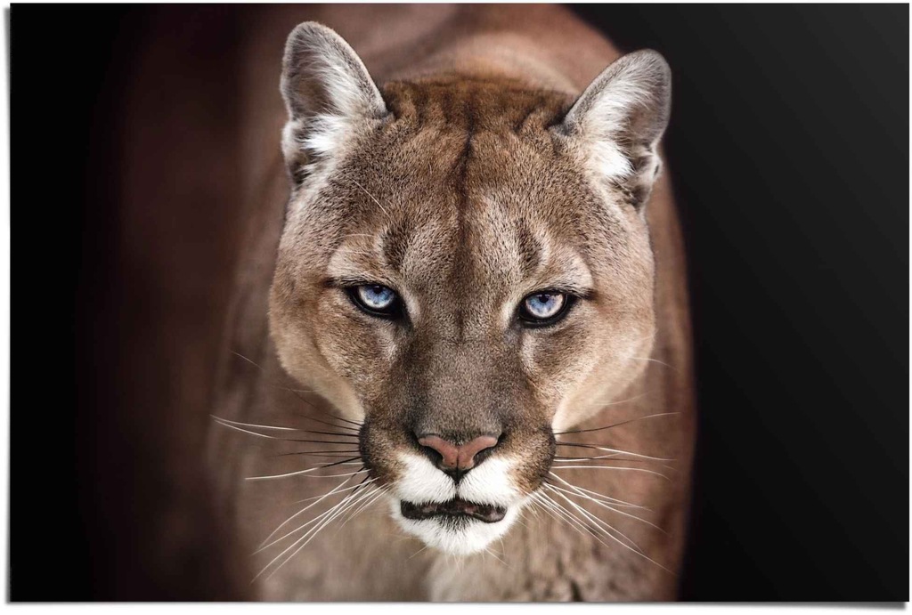 Reinders Poster "Puma Nahaufnahme", (1 St.) günstig online kaufen