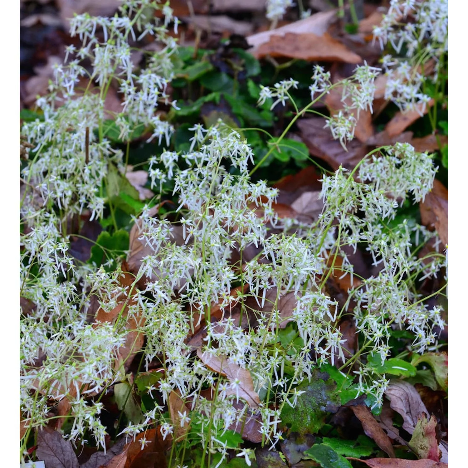 Steinbrech Wada - Saxifraga cortusifolia günstig online kaufen