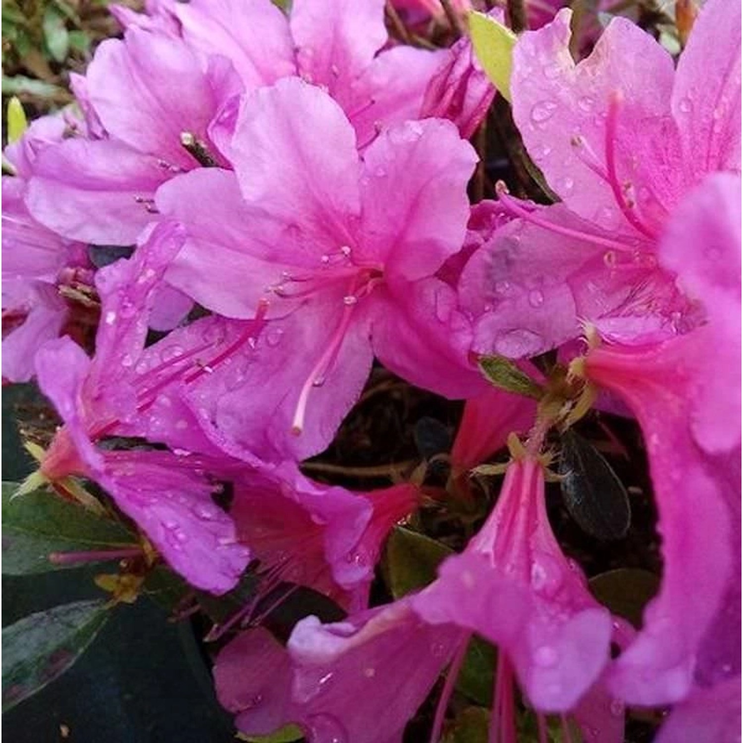 Kriechende Immergrüne Zwerg Azalee Iguazu 20-25cm - Rhododendron nakaharai günstig online kaufen