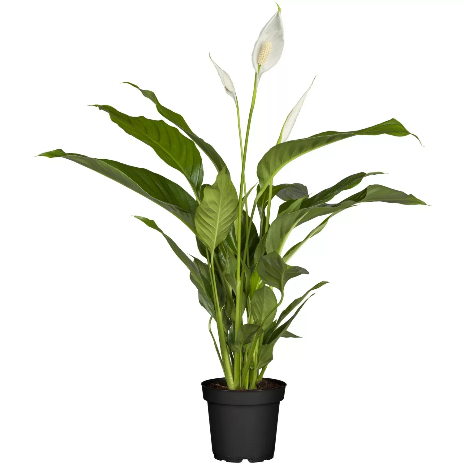 GROW by OBI Einblatt Sweet Silvio Topf Ø ca. 17 cm Spathiphyllum günstig online kaufen