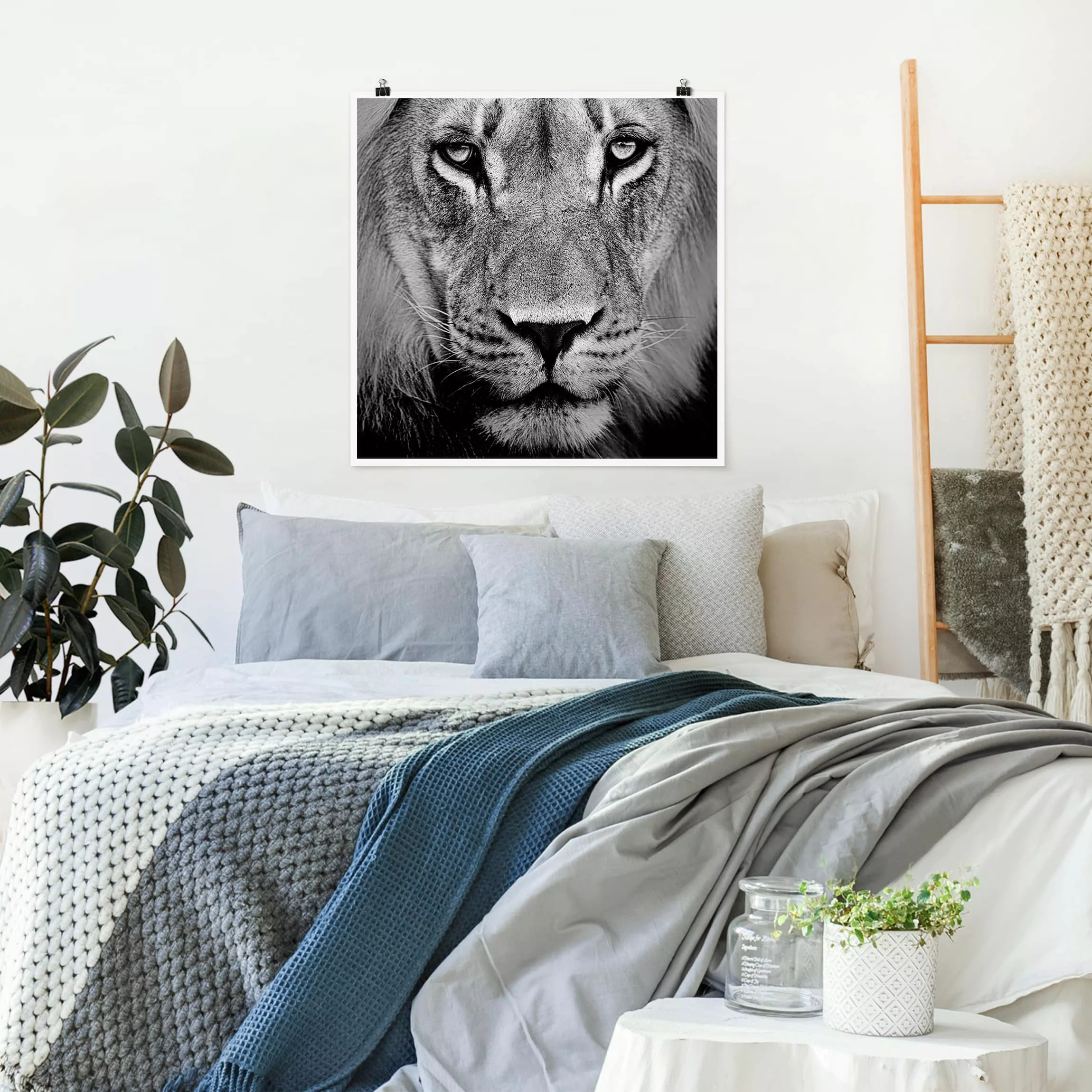 Poster Tiere - Quadrat Alter Löwe günstig online kaufen