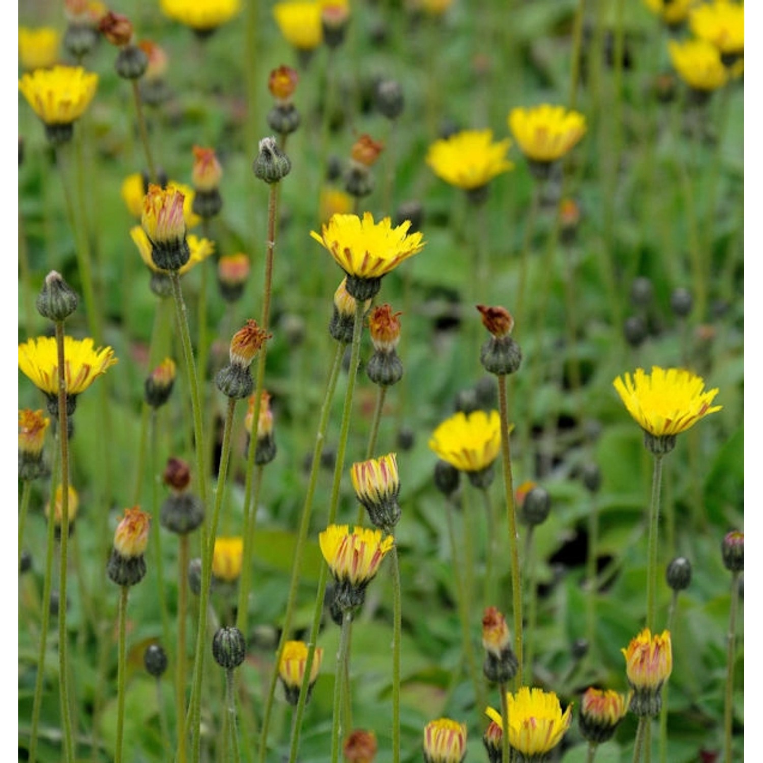 Silberblättriges Mausohr Niveum - Hieracium pilosella günstig online kaufen