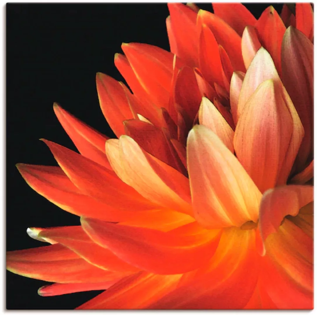 Artland Leinwandbild »Rote Dahlie«, Blumen, (1 St.), auf Keilrahmen gespann günstig online kaufen