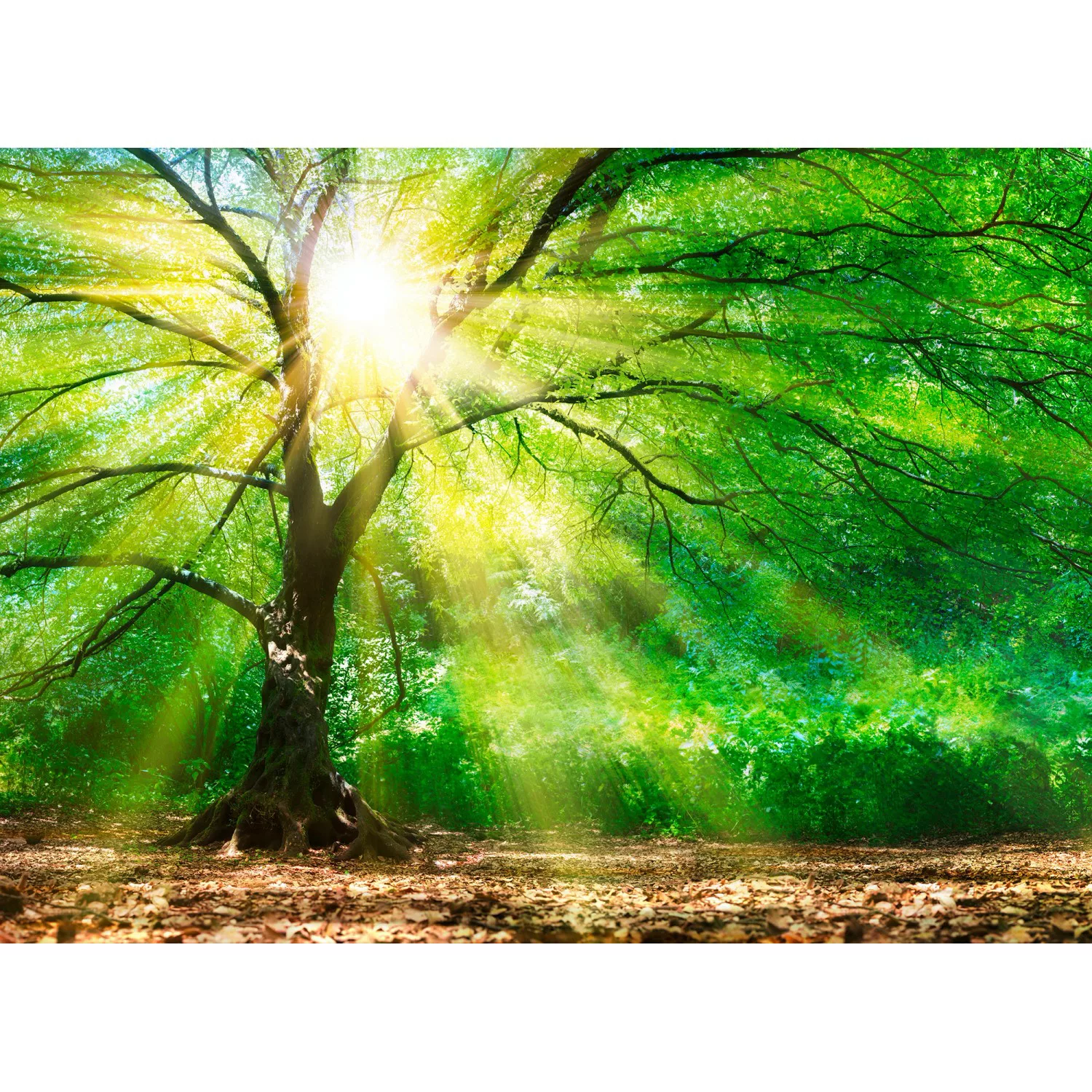 Fototapete Wald Sonnenstrahlen Grün Gelb Braun 3,50 m x 2,55 m FSC® günstig online kaufen