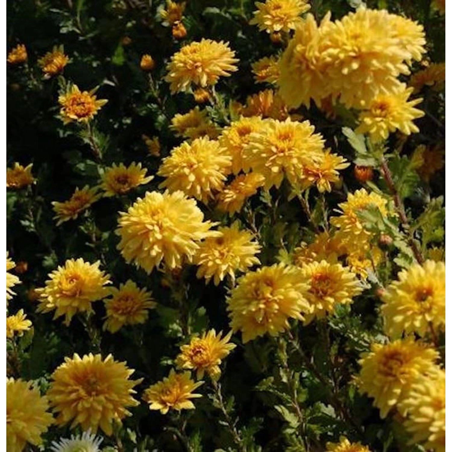 Winteraster Friederike - Chrysanthemum hortorum günstig online kaufen