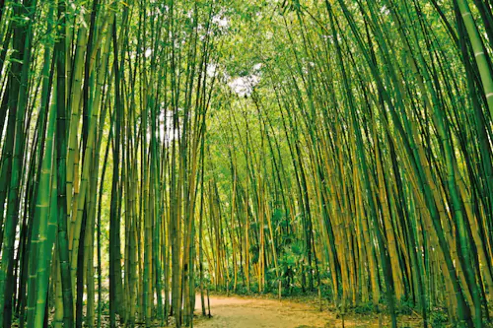 Papermoon Fototapete »Bamboo Forest« günstig online kaufen