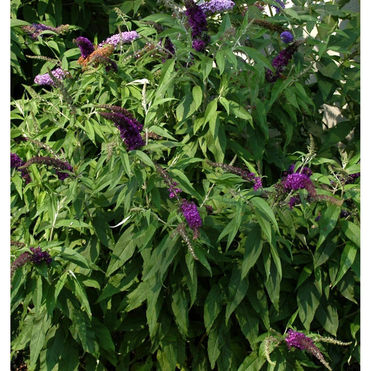 Sommerflieder Santana 40-60cm - Buddleja günstig online kaufen