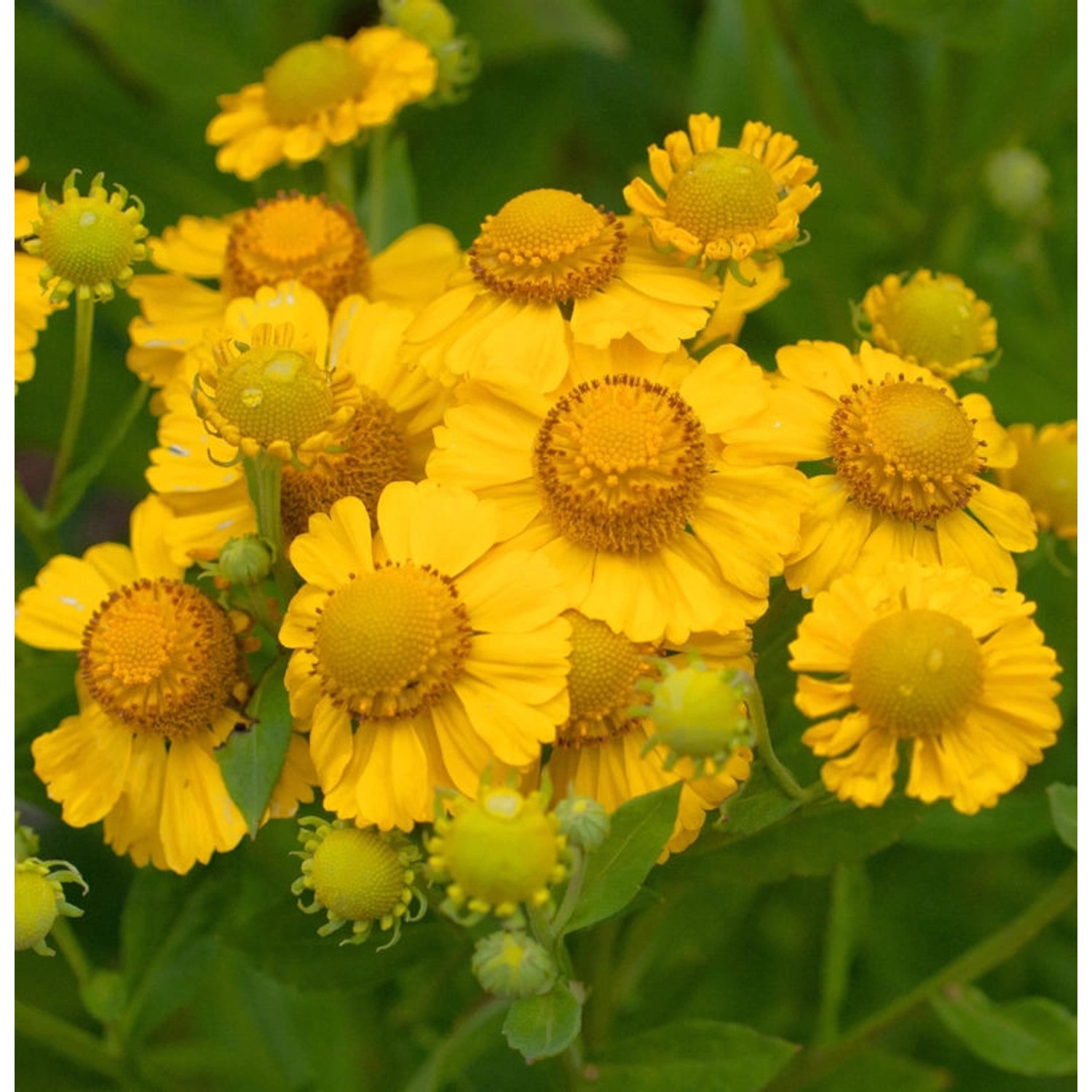 Sonnenbraut Kanaria - Helenium cultorum günstig online kaufen