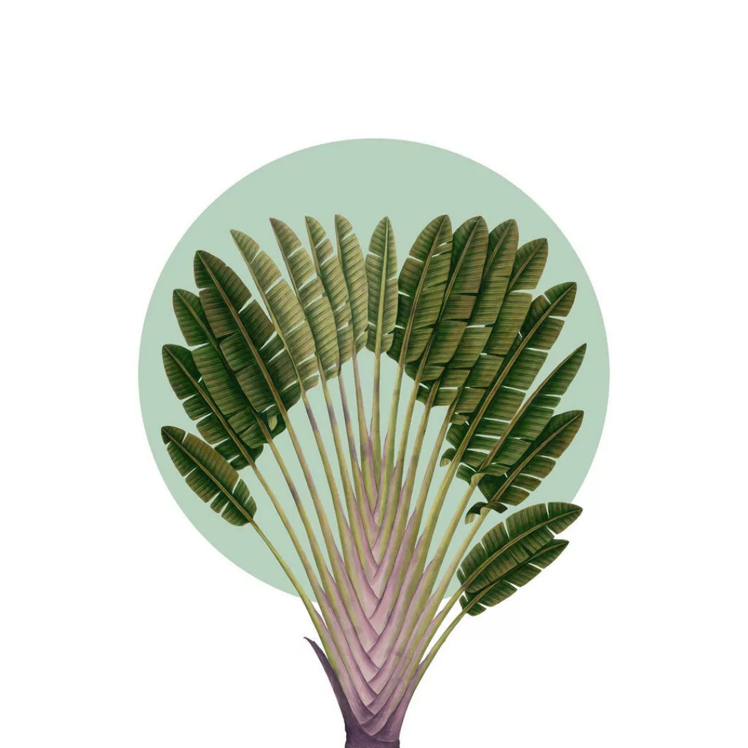 Komar Wandbild Botanical Garden Pinnate Palm Palmenblätter B/L: ca. 30x40 c günstig online kaufen