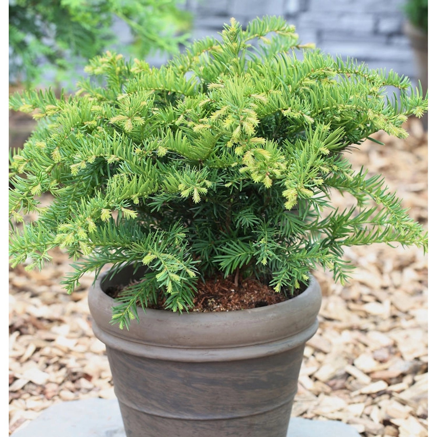 Tafeleibe 30-40cm - Taxus baccata günstig online kaufen