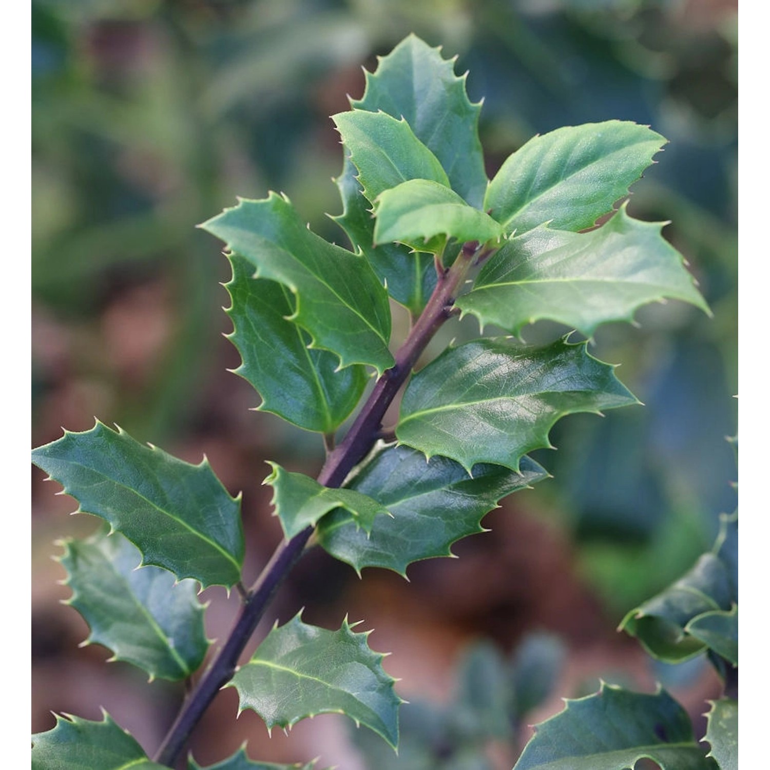 Stechpalme Ilex männlich Blue Prince 80-100cm - ilex meserveae günstig online kaufen