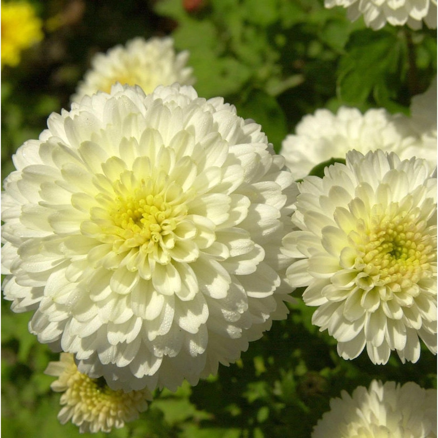 Winteraster Weiße Nebelrose - Chrysanthemum hortorum günstig online kaufen