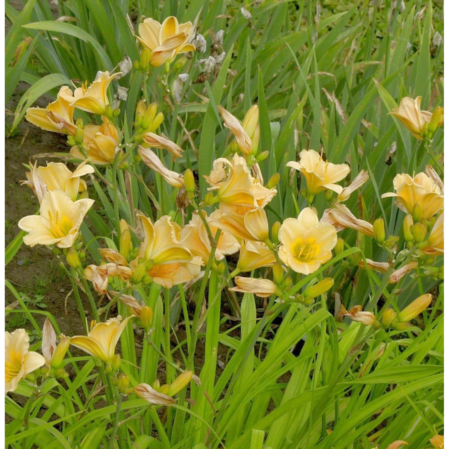 Taglilie Shooting Star - Hemerocallis günstig online kaufen