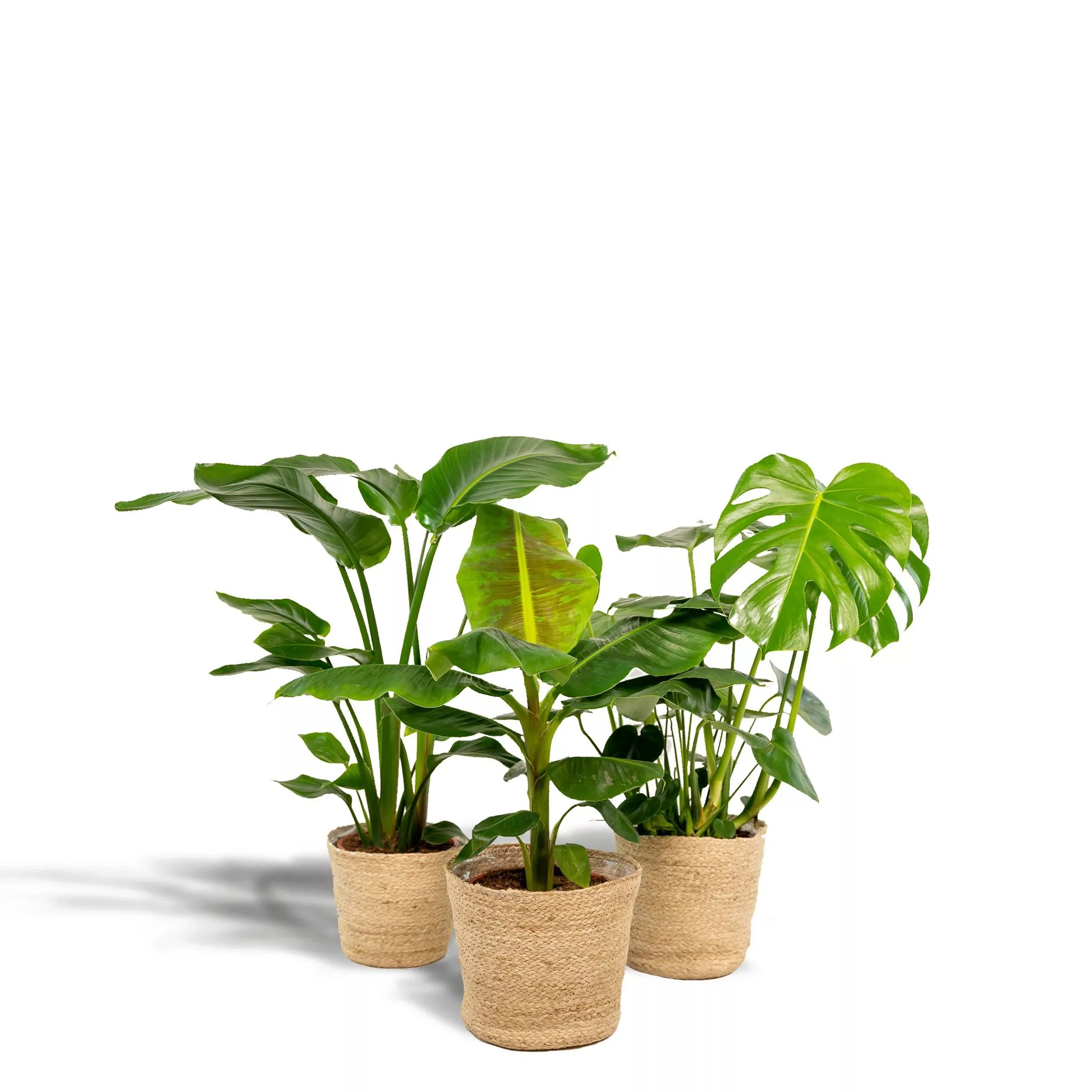 Hello Plants | Set mit 3 Zimmerpflanzen im Korb Monstera, Bananenpflanze & günstig online kaufen