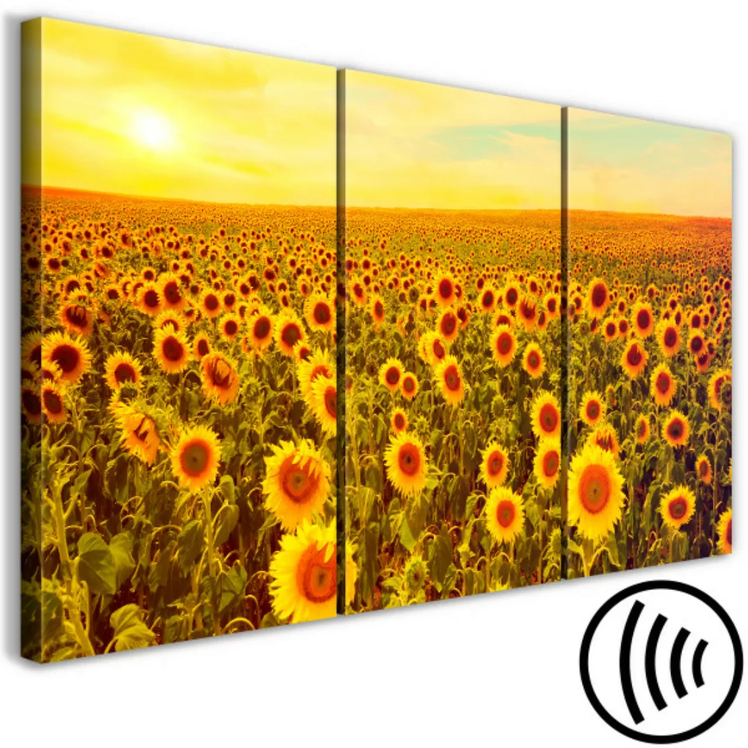 Bild auf Leinwand Sunflowers at Sunset (3 Parts) XXL günstig online kaufen