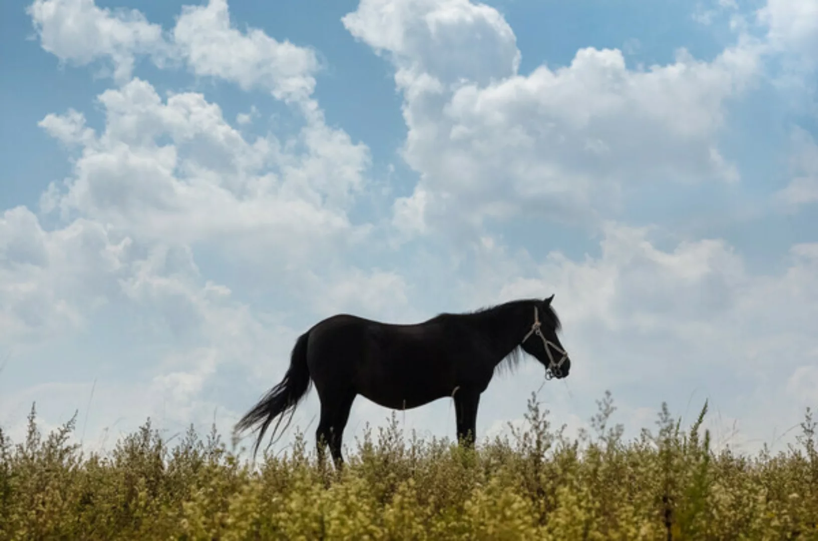 Poster / Leinwandbild - Lone Horse günstig online kaufen