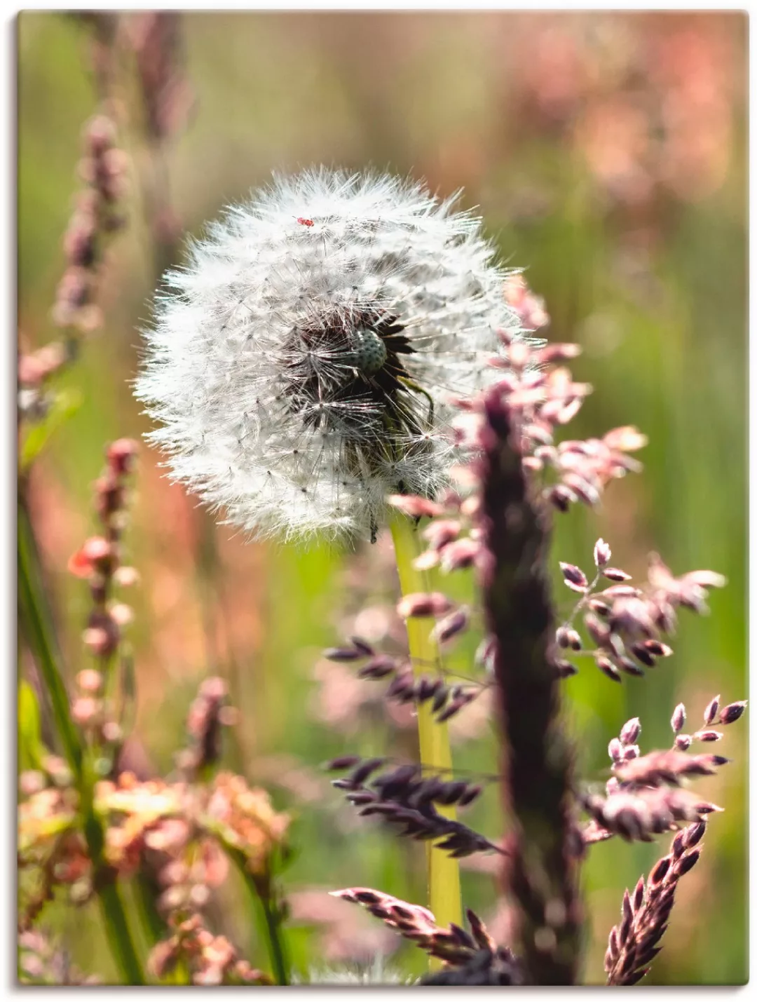 Artland Wandbild "Pusteblume III", Blumen, (1 St.), als Leinwandbild, Poste günstig online kaufen