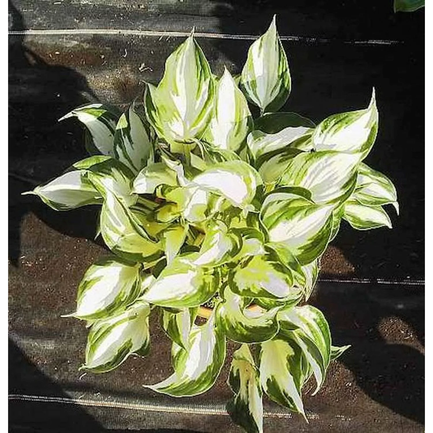 Funkie Fire and Ice - Hosta fortunei günstig online kaufen