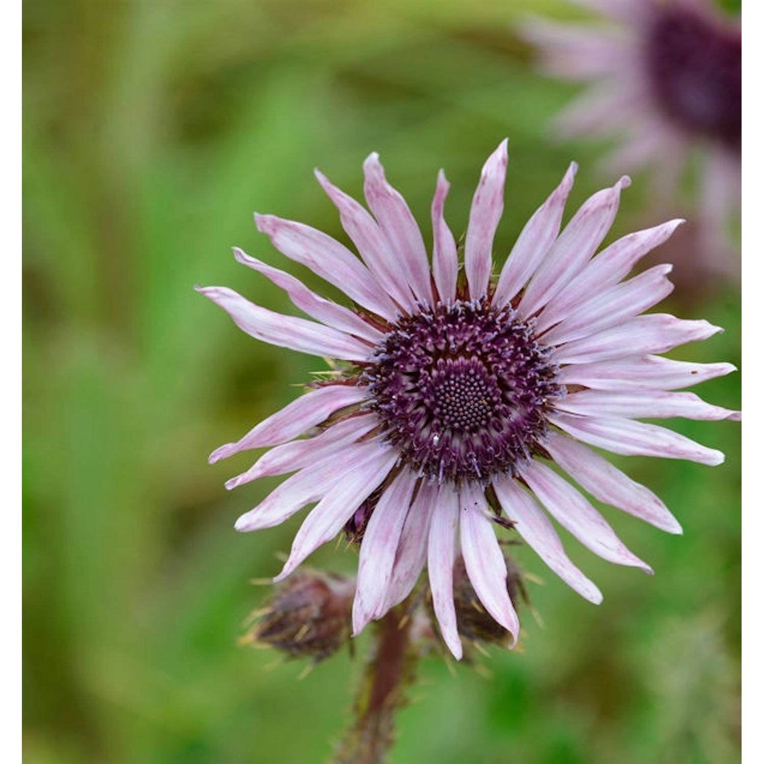 Südafrikanische Purpur Distel - Berkheya purpurea günstig online kaufen