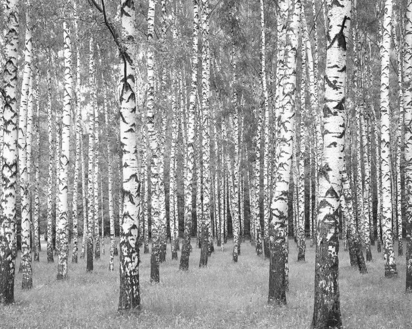 Fototapete "Birkenwald" 3,36x2,60 m / Vlies günstig online kaufen