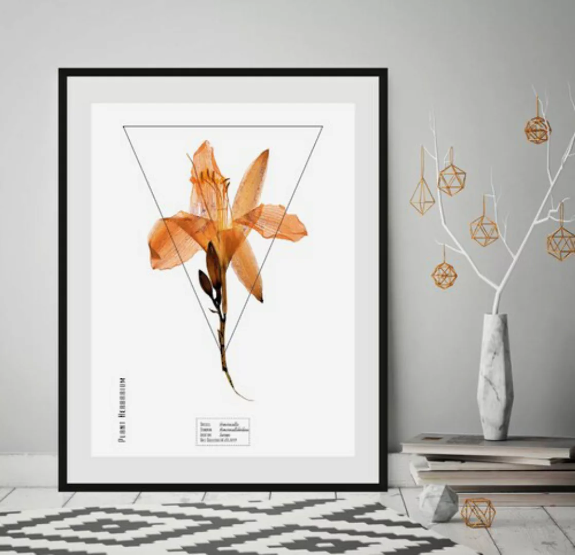 queence Bild "Hemerocallis", (1 St.) günstig online kaufen