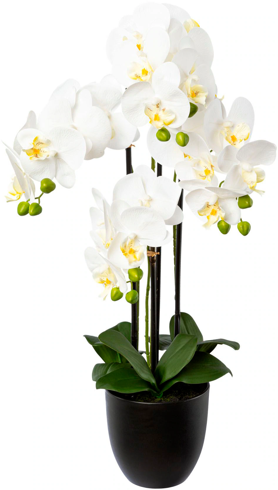 Creativ green Kunstorchidee "Phalaenopsis im Resintopf", mit Real-Touch-Blü günstig online kaufen