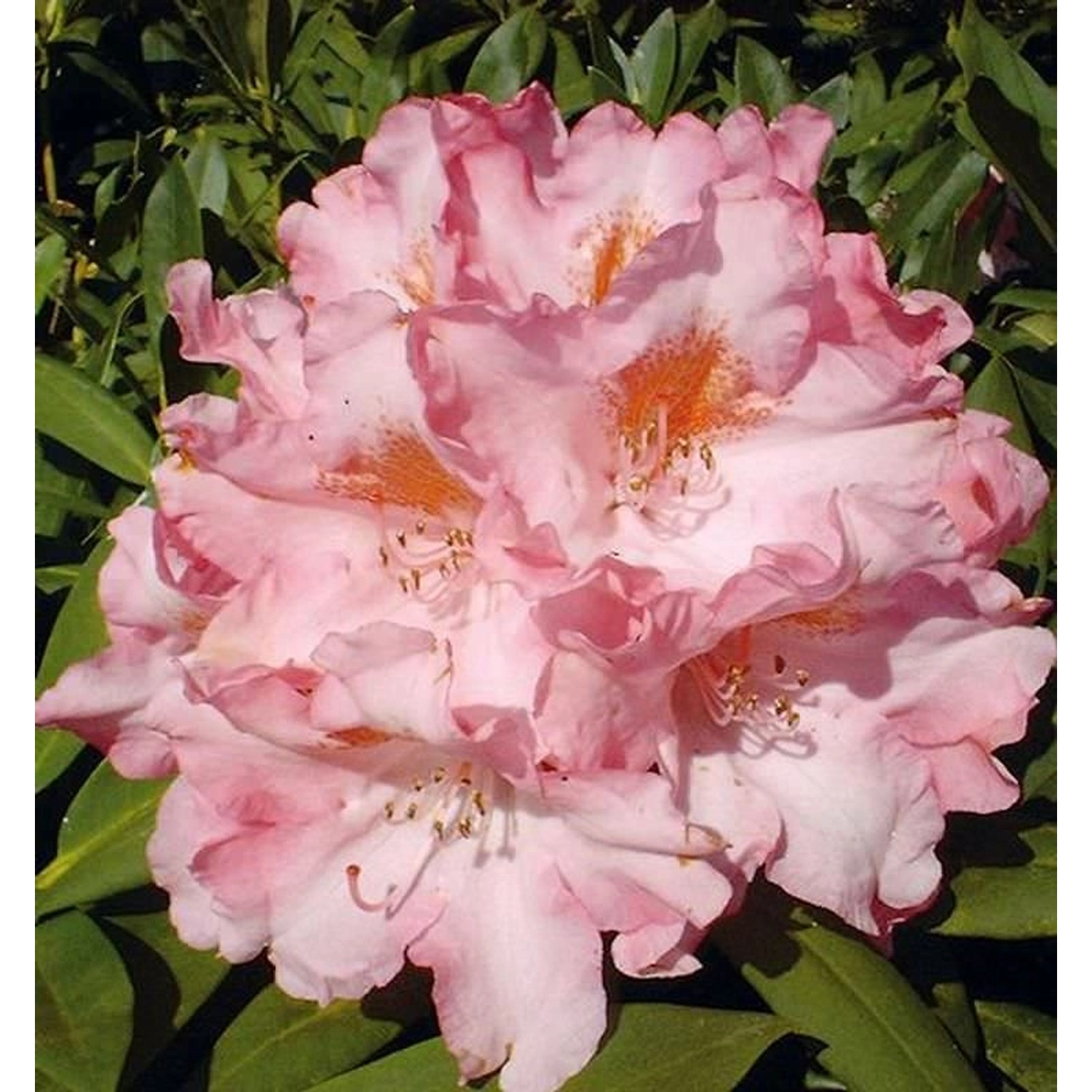 INKARHO - Rhododendron Pink Cherub 25-30cm - Alpenrose günstig online kaufen