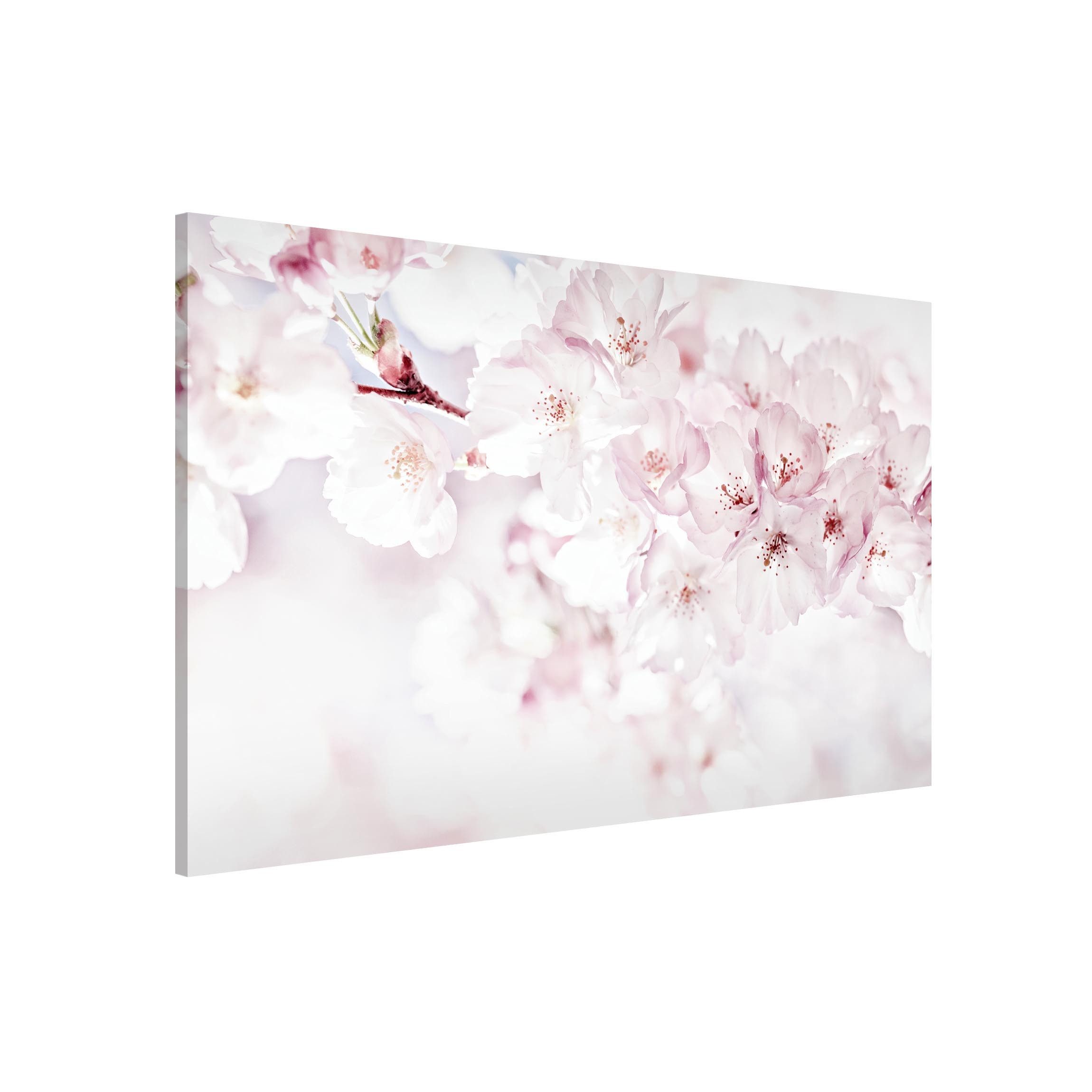 Bilderdepot24 Magnettafel Küche rosa Ein Kirschblütenhauch, günstig online kaufen