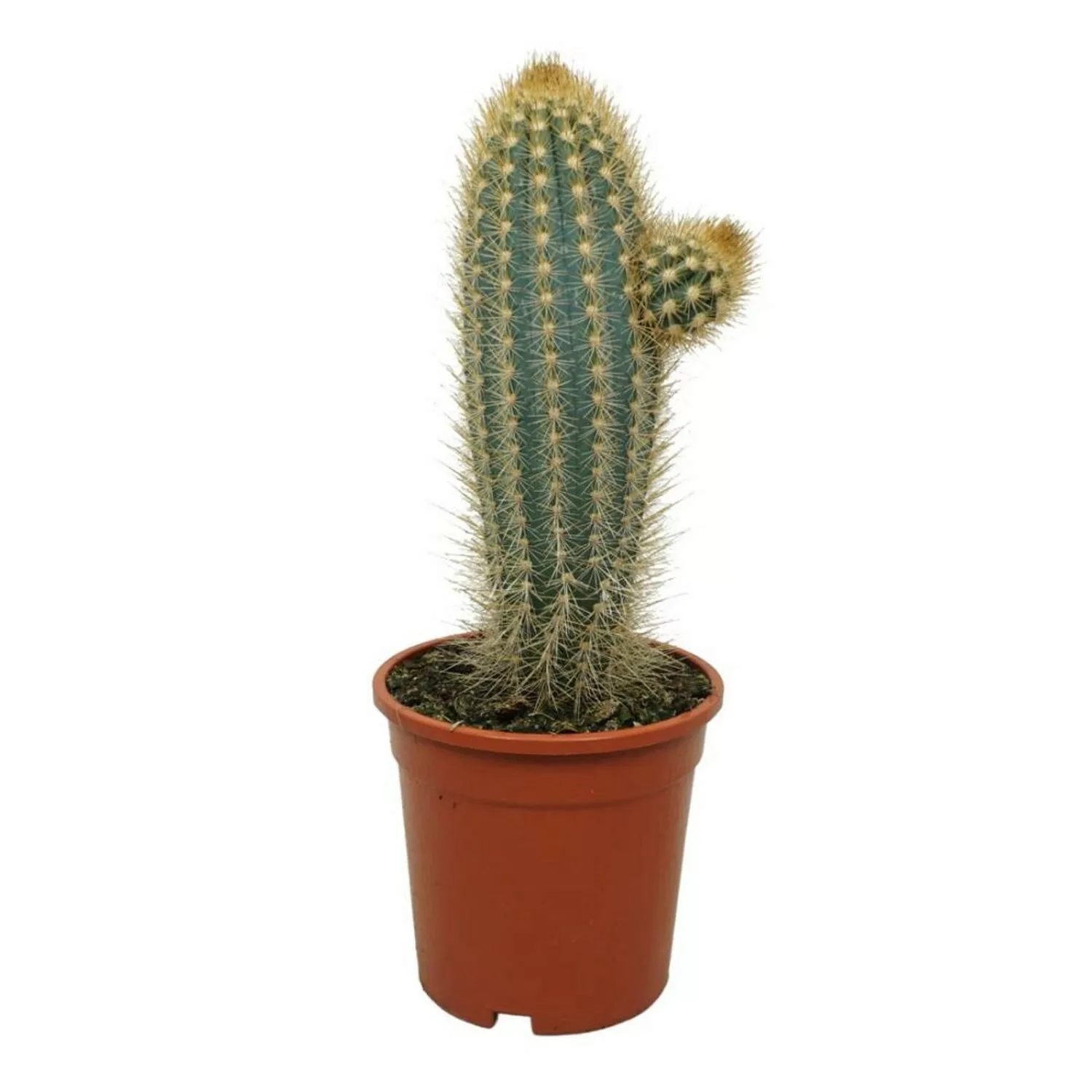 Exotenherz Blauer Säulenkaktus Pilosocereus Braunii Solitärpflanze im 17cm günstig online kaufen