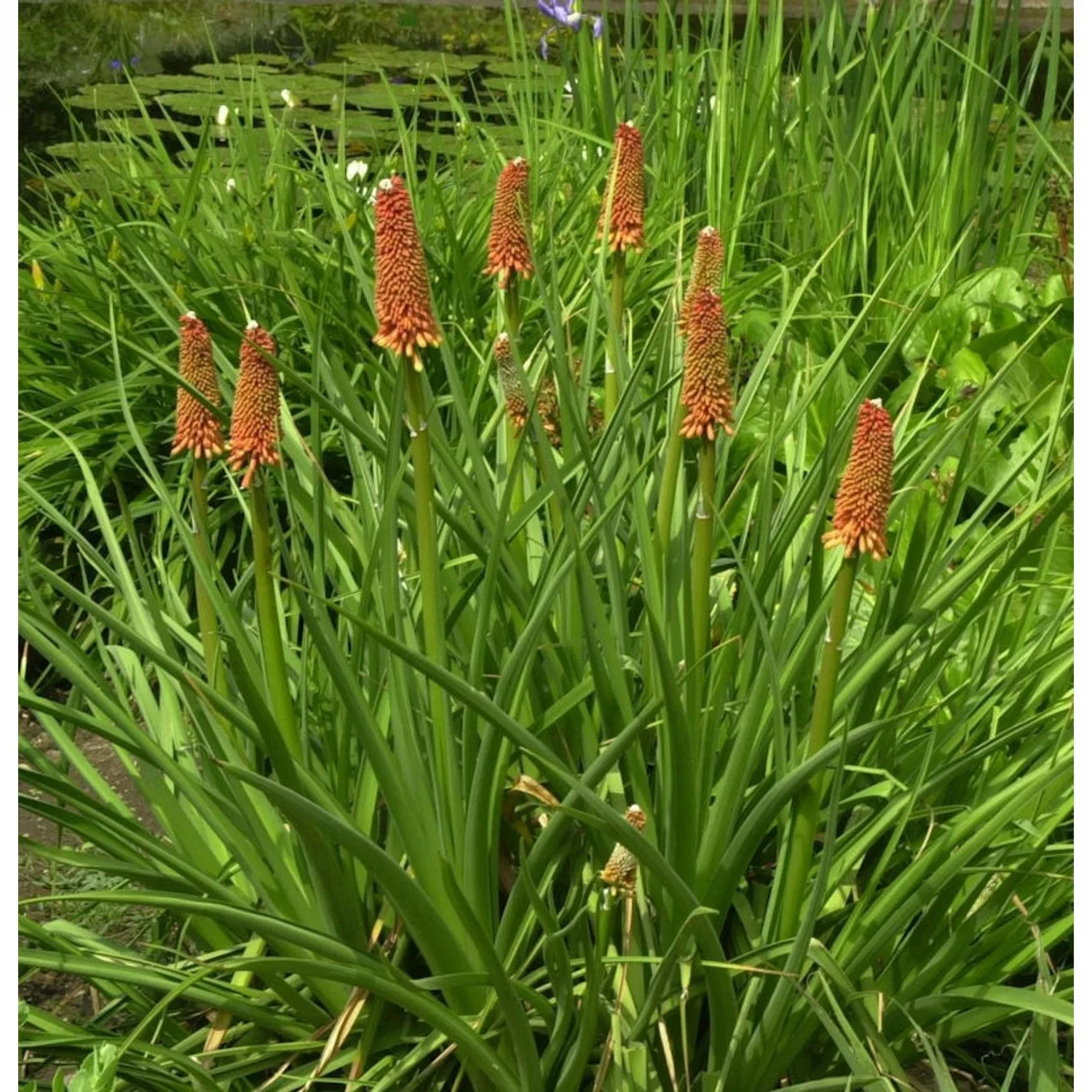 Fackellilie Grandiflora - Kniphofia praecox günstig online kaufen