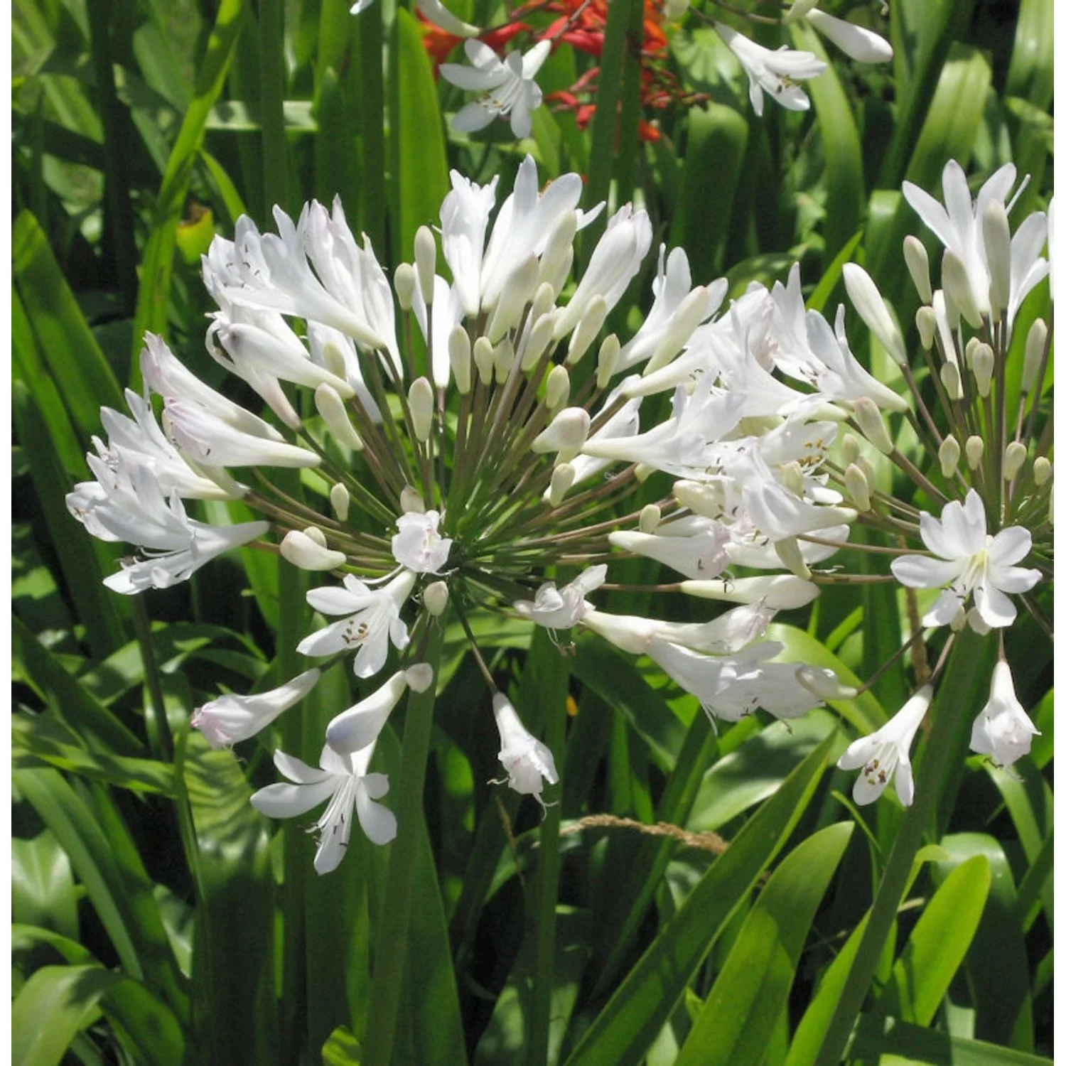 Liebesblume Schmucklilie Arctic Star - großer Topf - Agapanthus africanus günstig online kaufen