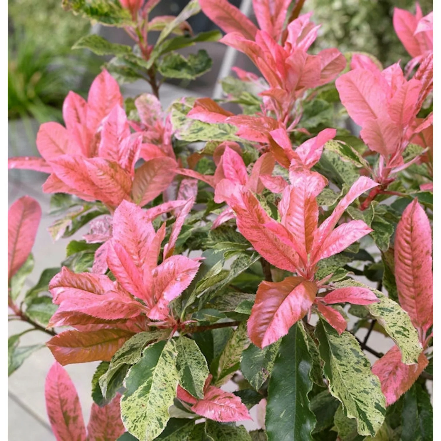 Chinesische Glanzmispel Pink Crispy 30-40cm - Photinia serratifolia günstig online kaufen