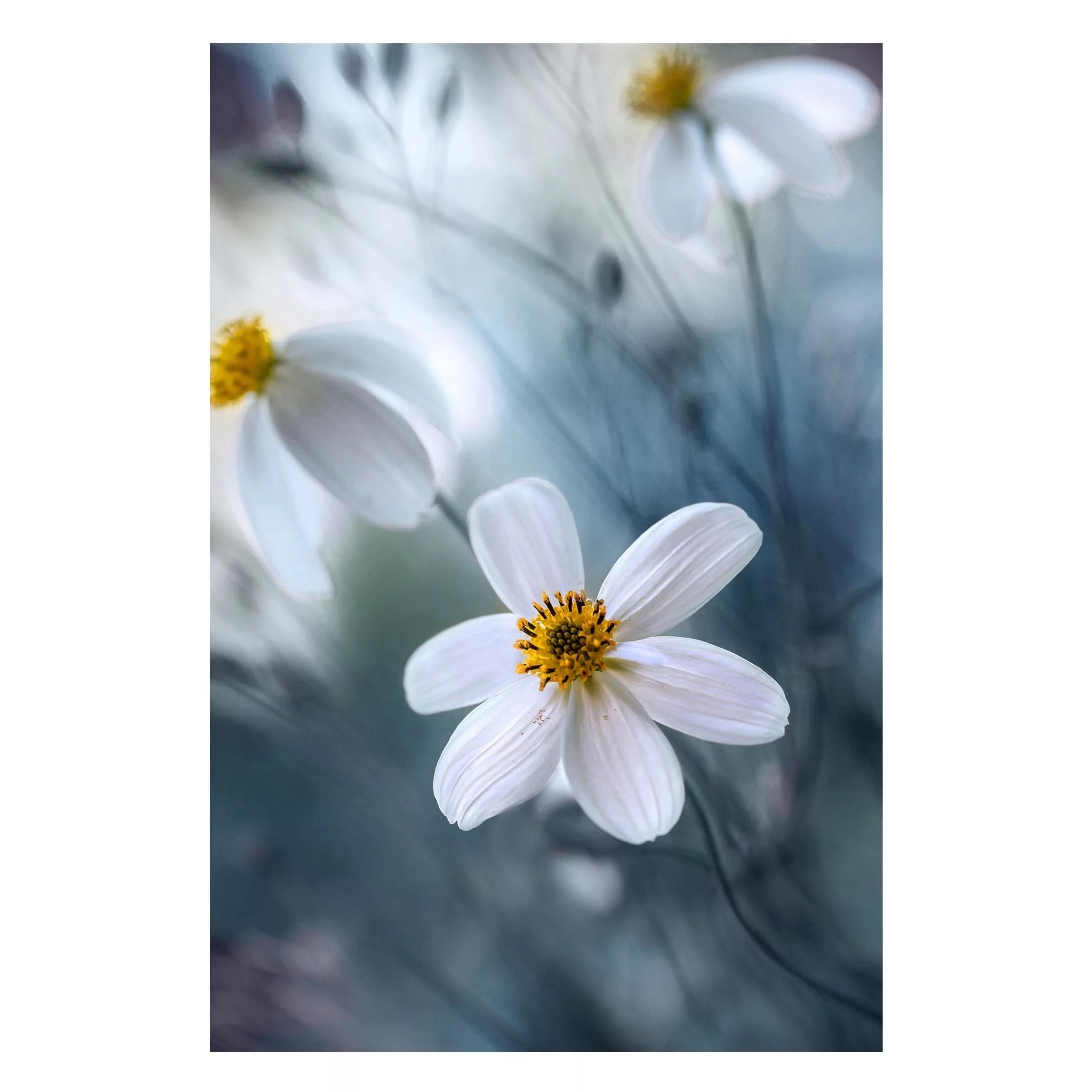 Magnettafel Blumen - Hochformat 2:3 Kosmeen in Pastell günstig online kaufen