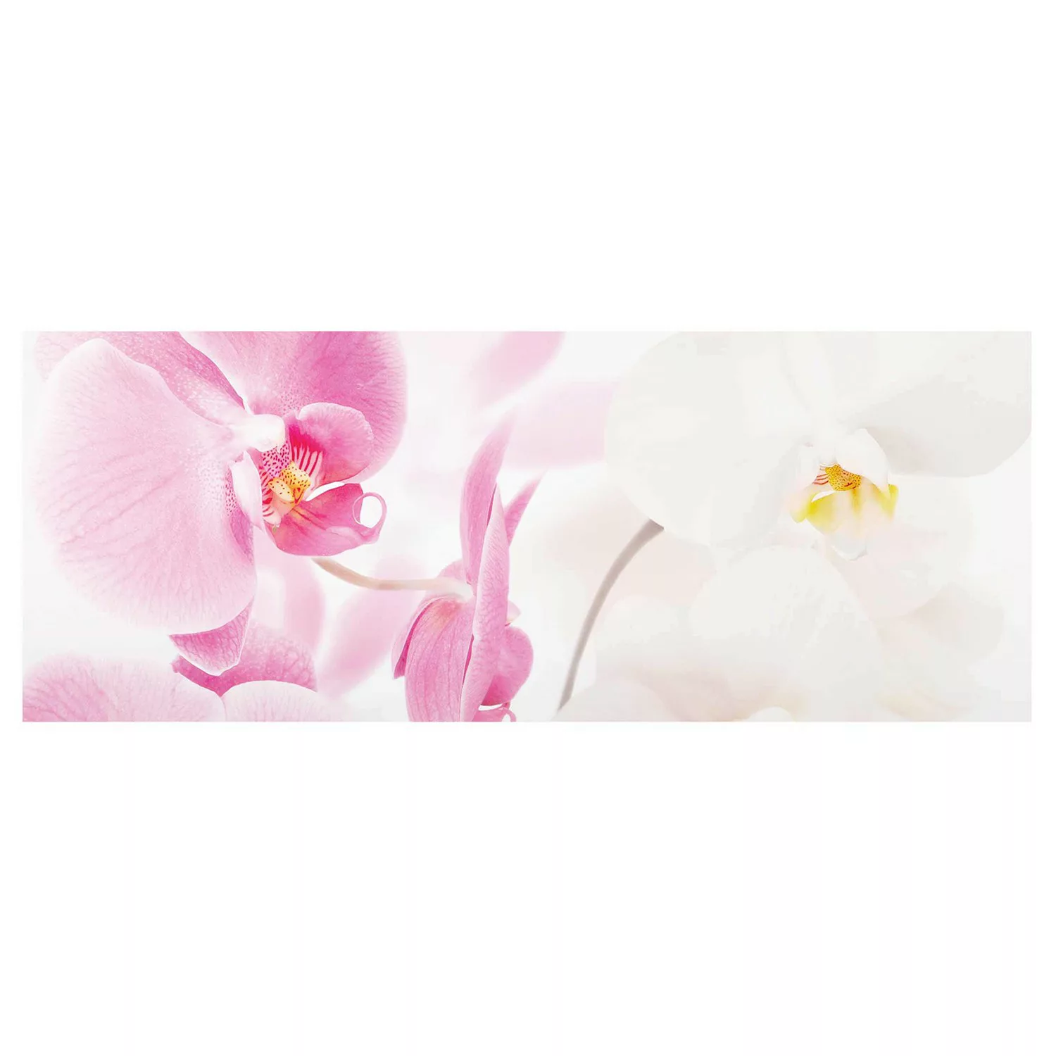 home24 Glasbild Delicate Orchids günstig online kaufen