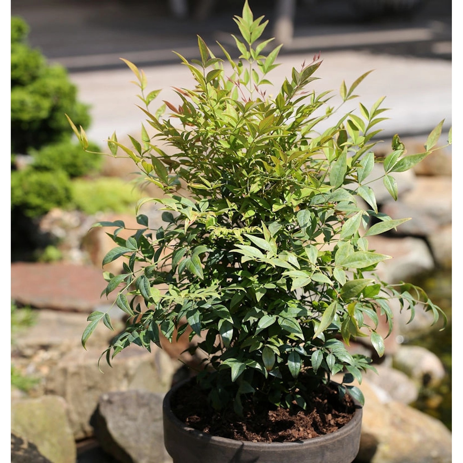 Himmelsbambus Gulf Stream 50-60cm - Nandina domestica günstig online kaufen