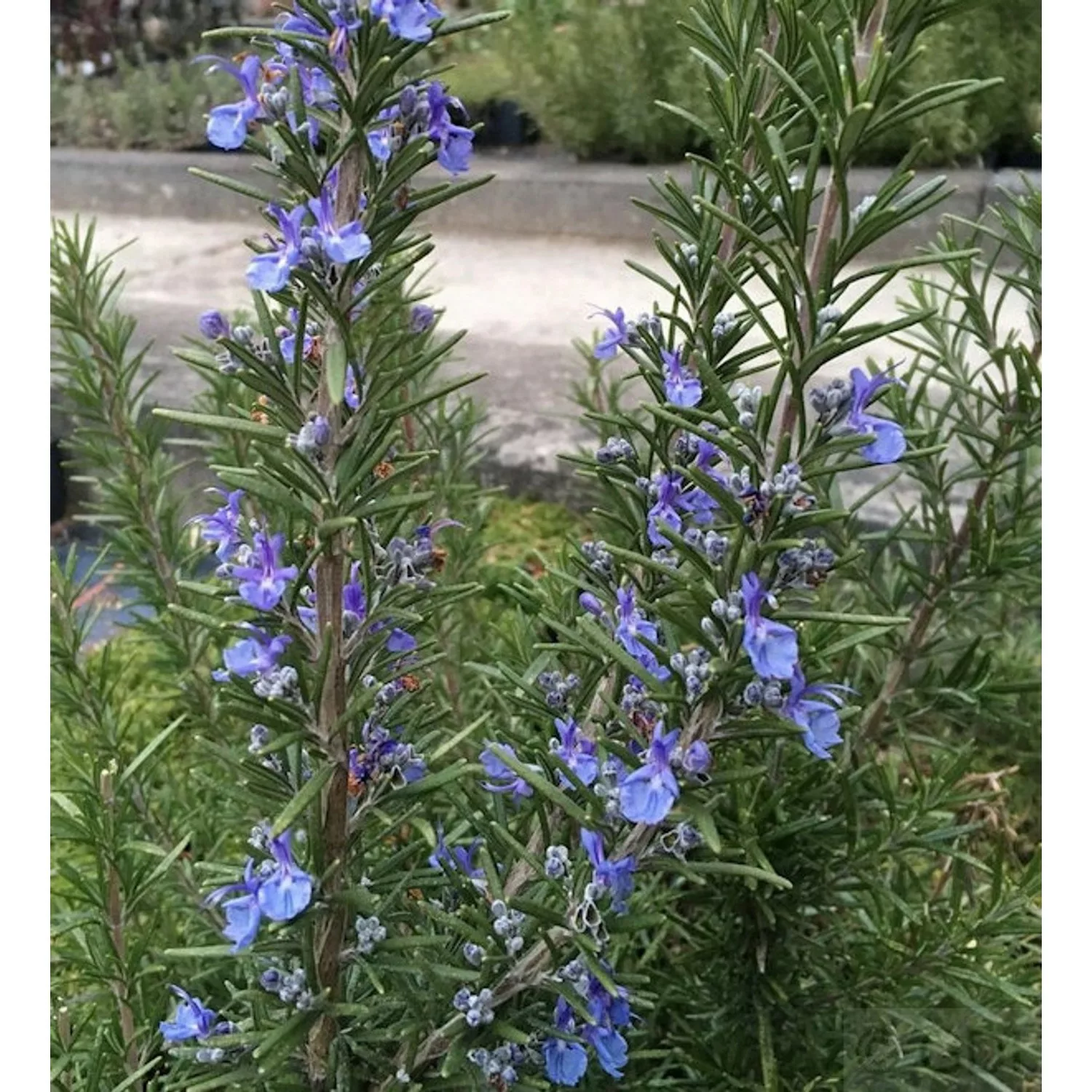 Rosmarin Corsican Blue - Rosmarinus officinalis günstig online kaufen