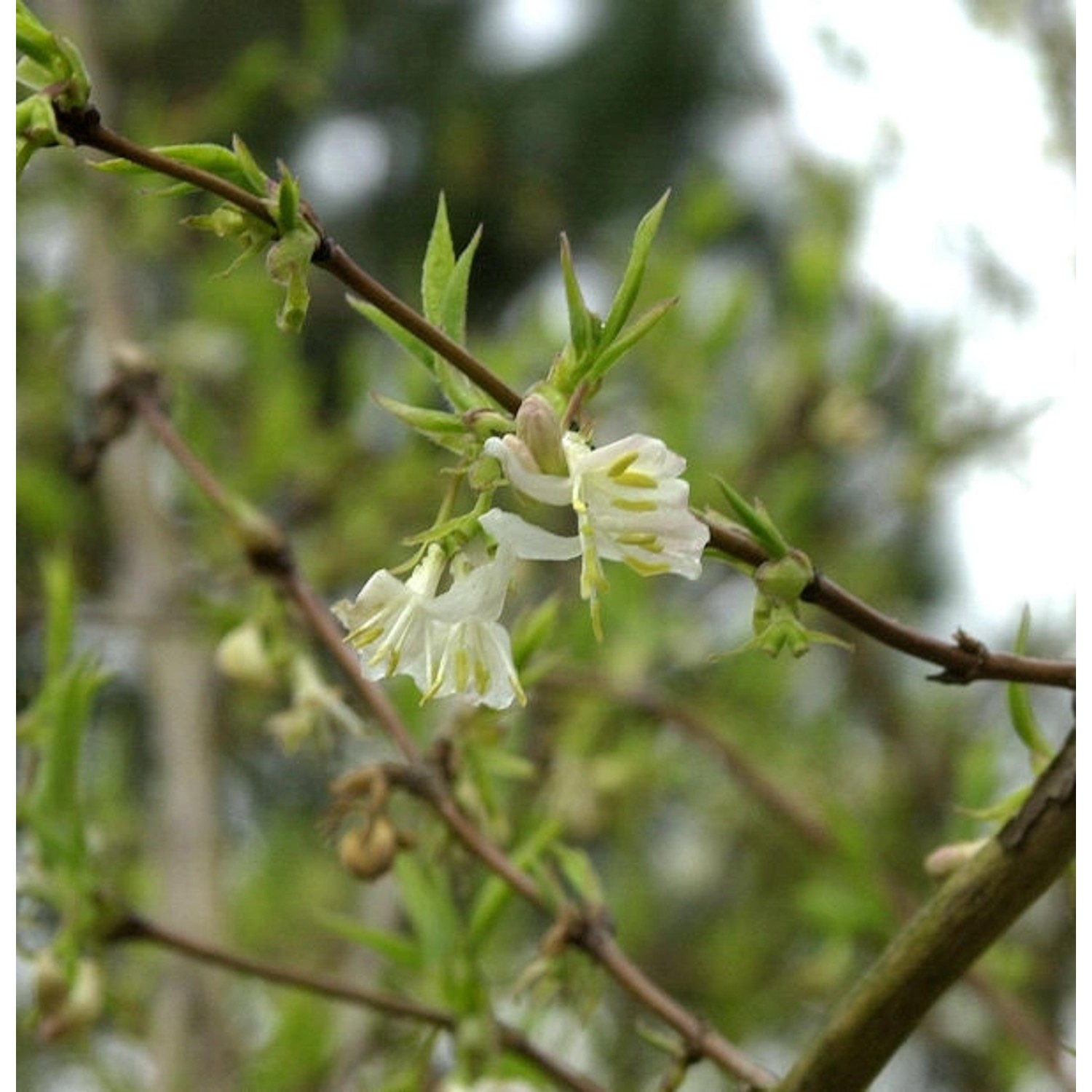 Winter Heckenkirsche Winter Beauty 40-60cm - Lonicera purpusii günstig online kaufen