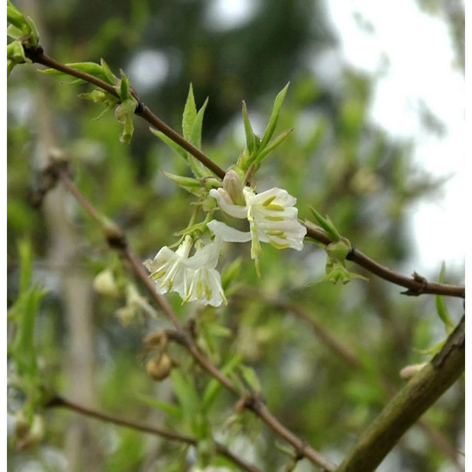 Winter Heckenkirsche Winter Beauty 80-100cm - Lonicera purpusii günstig online kaufen