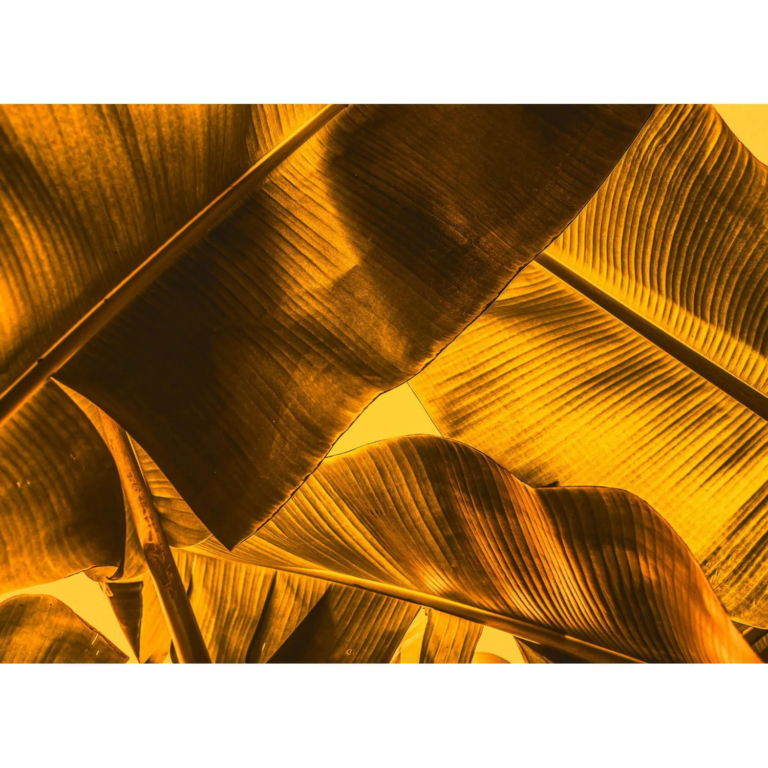 Fototapete Blätter Palmen Orange Gelb 3,50 m x 2,55 m FSC® günstig online kaufen