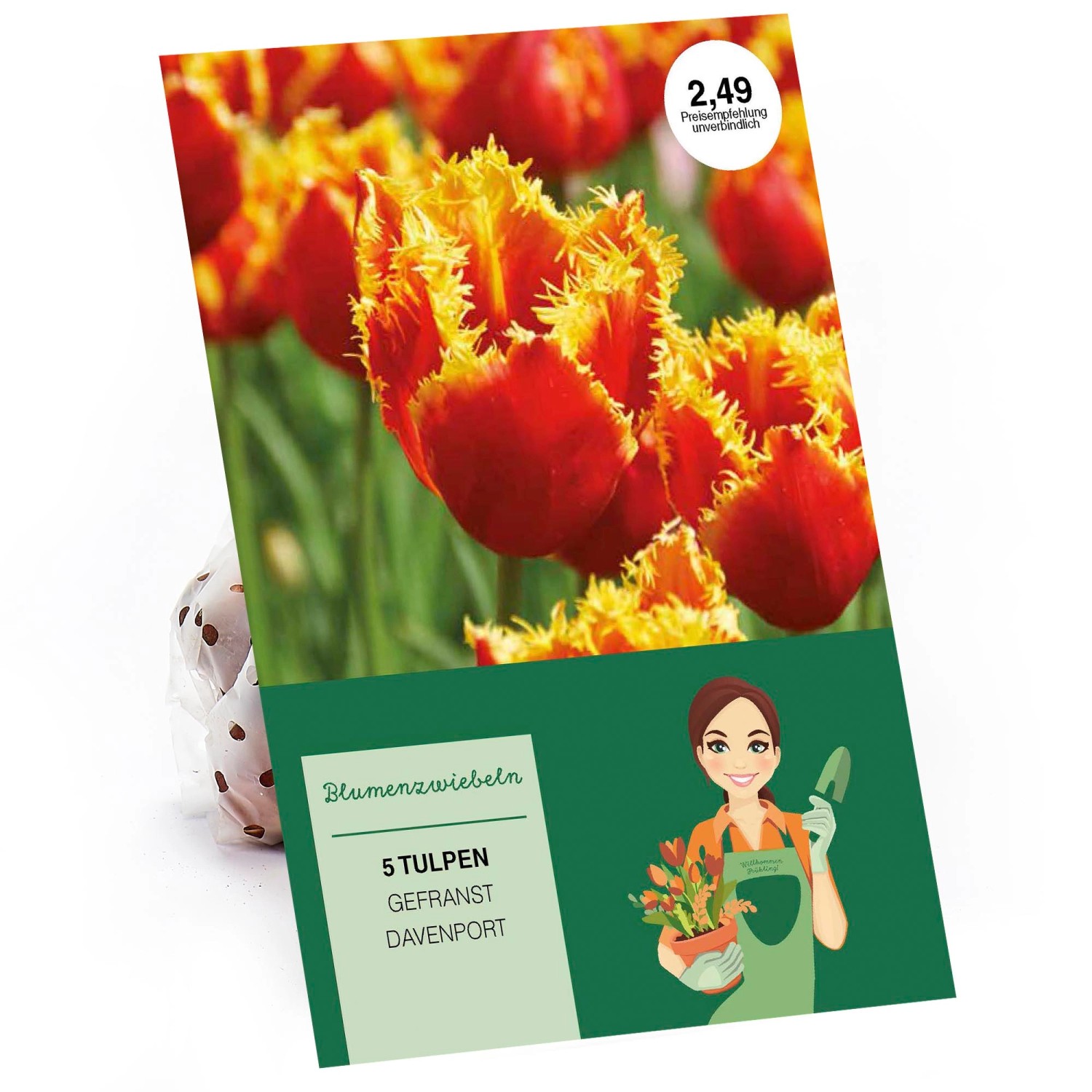 Crispa-Tulpe Davenport Rot-Gelb 5 Stück Tulipa günstig online kaufen