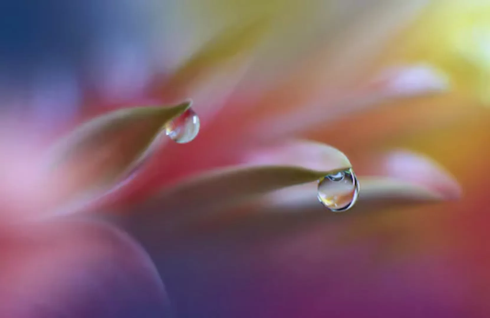 Papermoon Fototapete »Zen Wassertropfen mit Blume Makro« günstig online kaufen