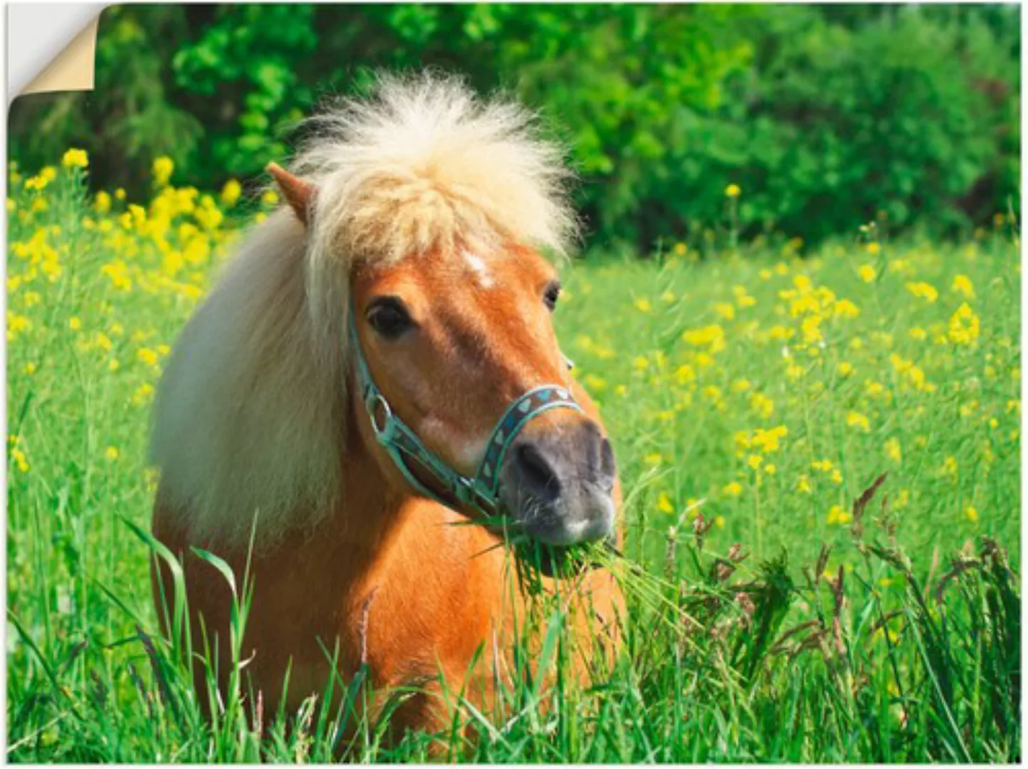 Artland Wandbild »Shetland Pony«, Haustiere, (1 St.), als Leinwandbild, Wan günstig online kaufen