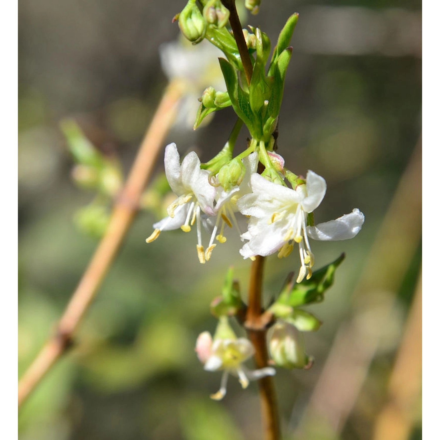 Wohlriechende Heckenkirsche Sweet Caroline 100-125cm - Lonicera fragrantiss günstig online kaufen